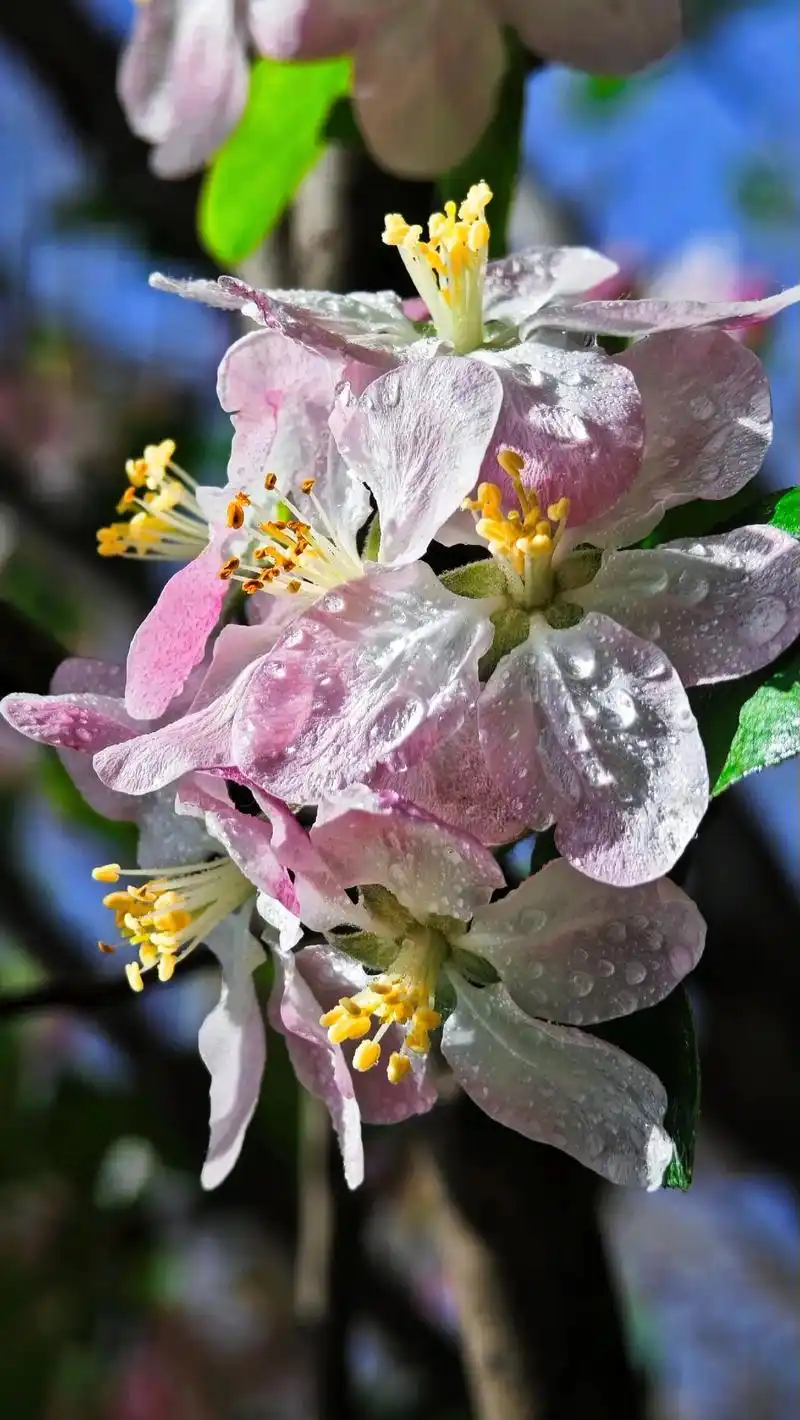 公园里遇到了好看的花朵也可以这样拍,找到阳光可以照射到的花朵