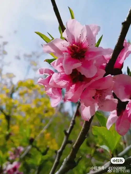 四川桃花已铺遍河谷山间