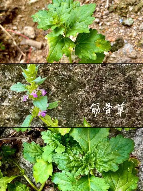 60筋骨草白毛夏枯草