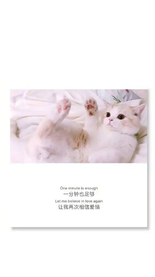 猫咪背景文字图片手机壁纸