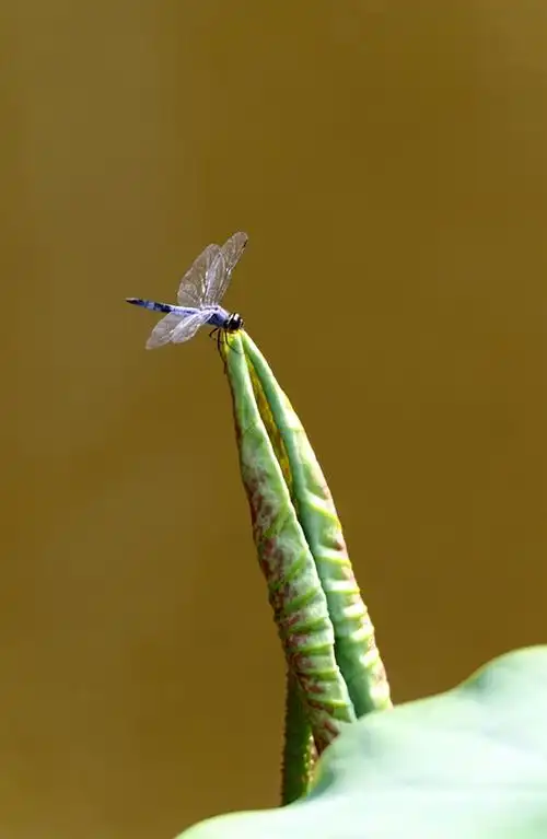 荷花蜻蜓