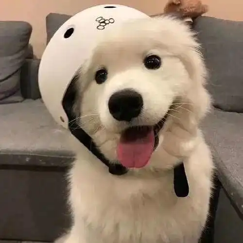 动物头像图片可爱