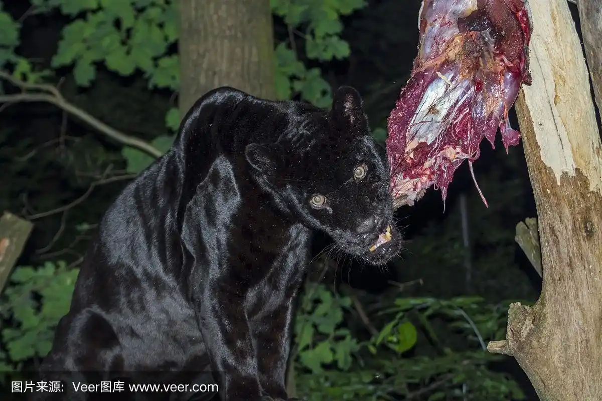 黑色美洲虎午餐