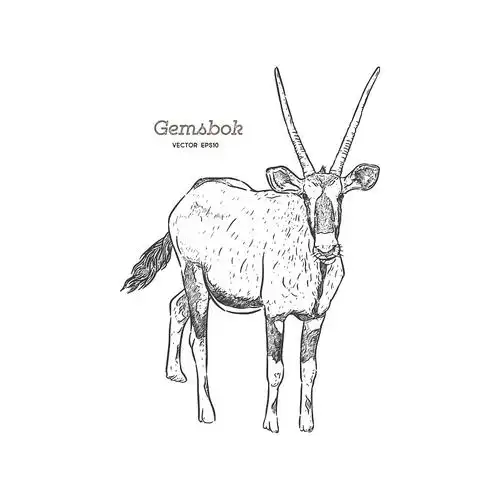羚羊,瞪羚或大羚羊手绘素描图片