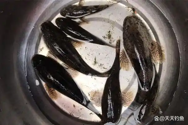 俗称非常多,比如呆子鱼,痴古呆子,虎头鱼,土婆,笋壳鱼,沙乌鳢,土步鱼