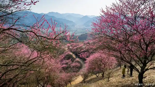 国内9大桃花观赏胜地,最美的桃花林都在这里,你去过几个?
