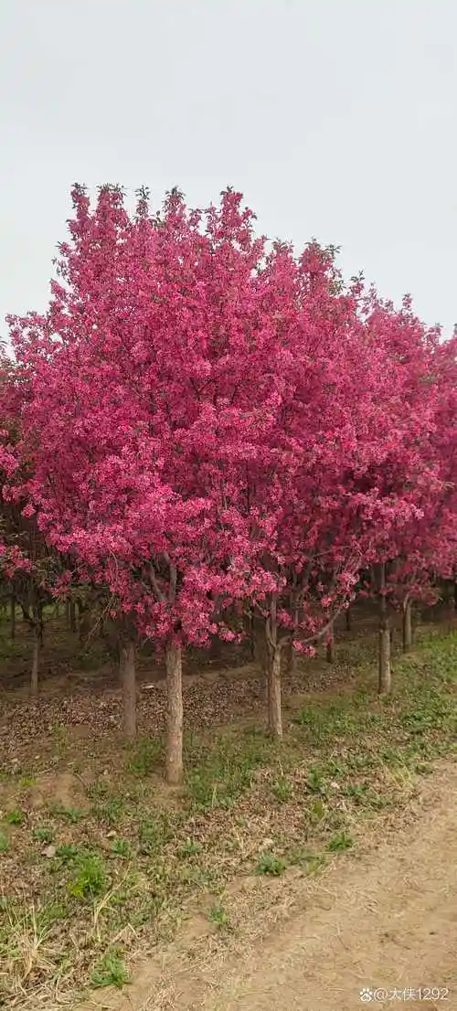 春天的北美海棠,名字绚丽多姿多彩