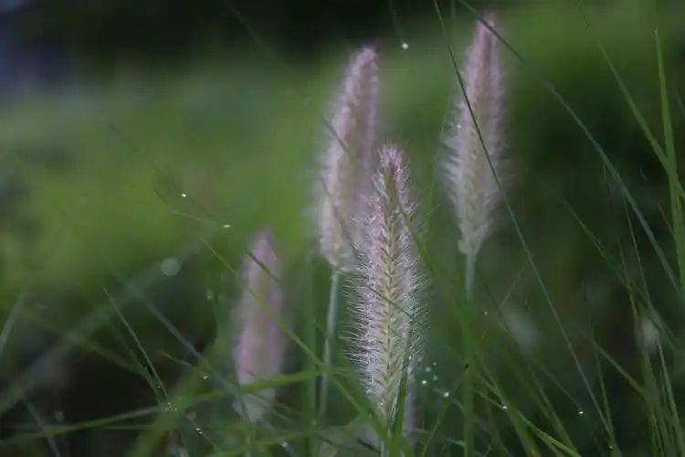 喜欢潍坊植物园的秋天,天凉园色美