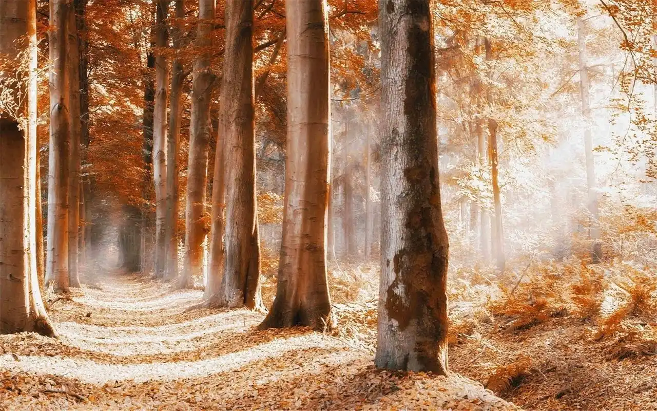 金黄色的唯美意境小路森林摄影高清壁纸图片大全