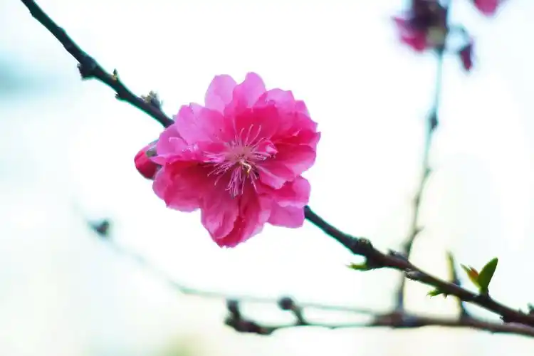 如画桃花图片 - 第2张