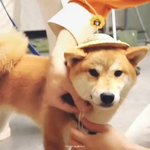 张真源 顶级浓颜ace