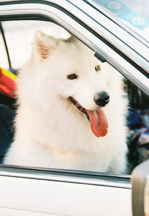 新生代演员刘耀文