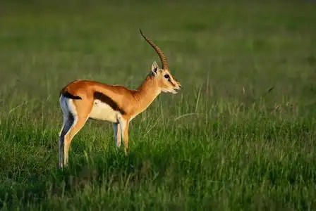 小羚羊图片
