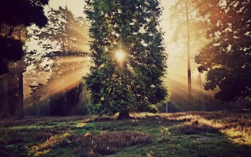 自然景观,树木,太阳光线,日落 壁纸