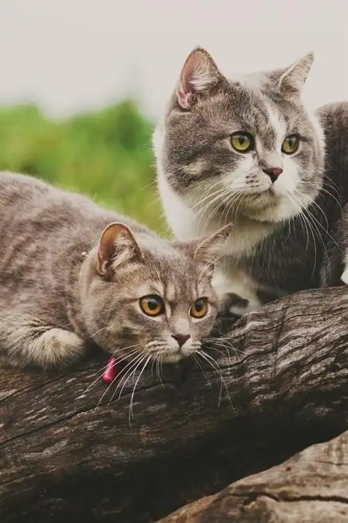 首页 动物与鸟 猫咪