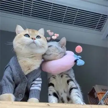 超可爱的猫咪情侣头像一左一右不明显情头萌宠男生女生头像