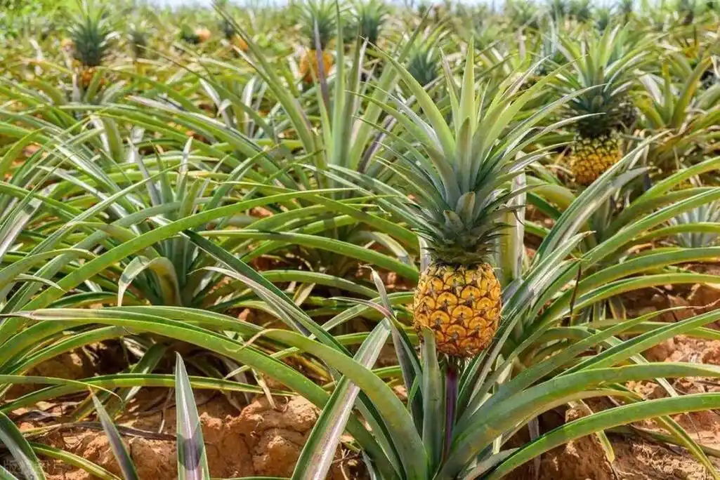 你以为菠萝是长在树上的?错了,它其实是长在地上的!