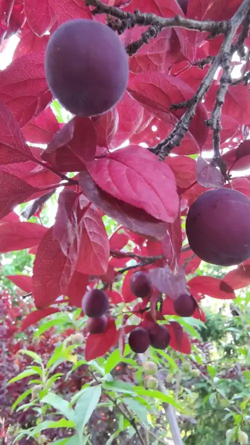 美人梅的果子首次见