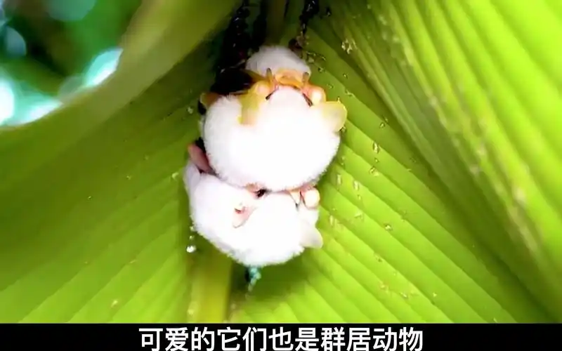洪都拉斯白蝙蝠,是最可爱的蝙蝠