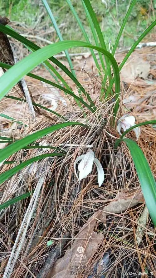 山上的兰花香.漂亮
