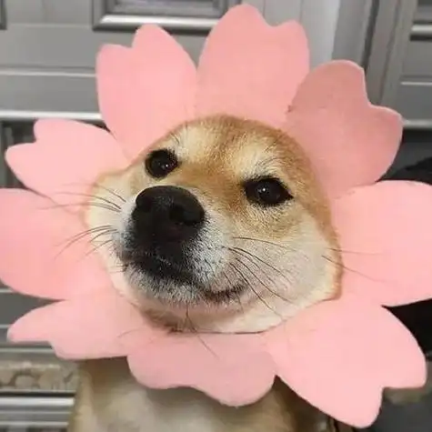 狗狗头像男生专用沙雕 男生头像图片大全 -【爱个性】