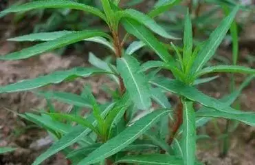 cctv又报道,乌蒙山区苗家有株"神仙草"|三苗视频_古蔺县