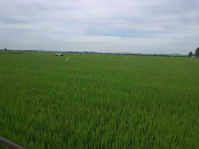 一望无际的稻田,秋天就有收获