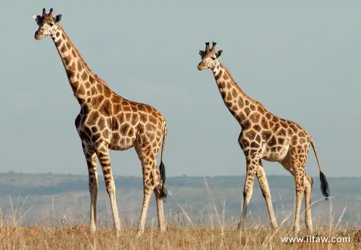 动物世界,长颈鹿