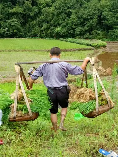 农村"双抢";曾经回忆