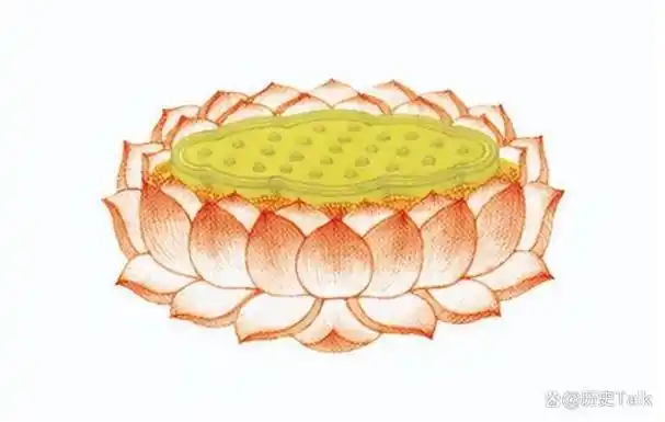 为何佛教爱用莲花而不是荷花?荷与莲两者之间到底有什么区别