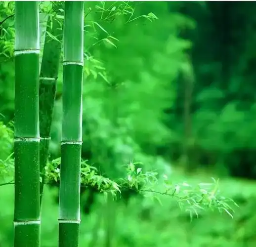 姓氏解竹子头像,姓氏精美头像