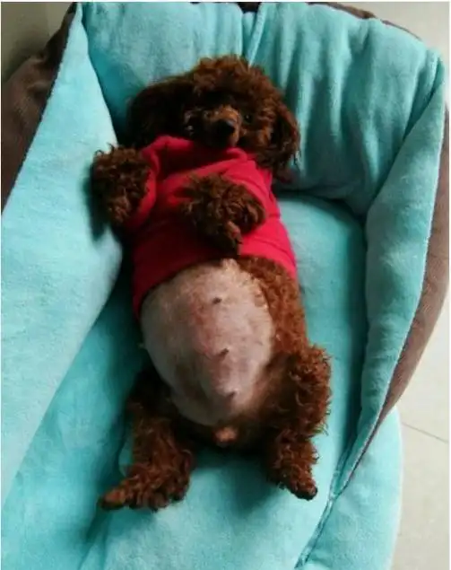 泰迪怀孕66天还没生,主人带去医院后,医生的话让主人脸红|狗狗|主人