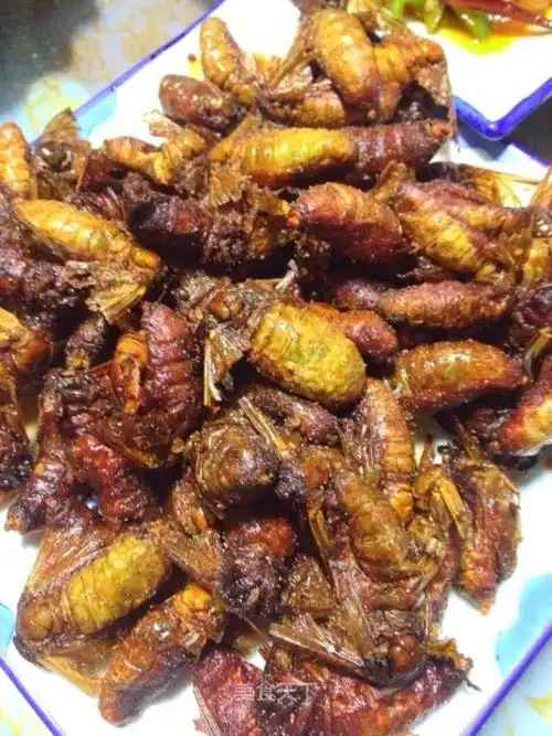 " 东北特色雄蚕蛾 "