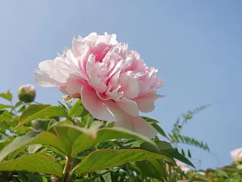 当牡丹遇上蓝天时