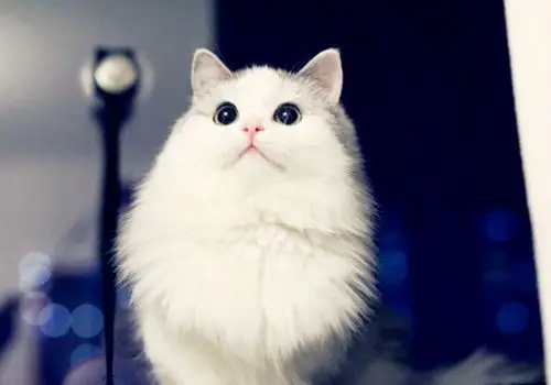 超萌猫咪图片合集_活泼好动的小猫咪