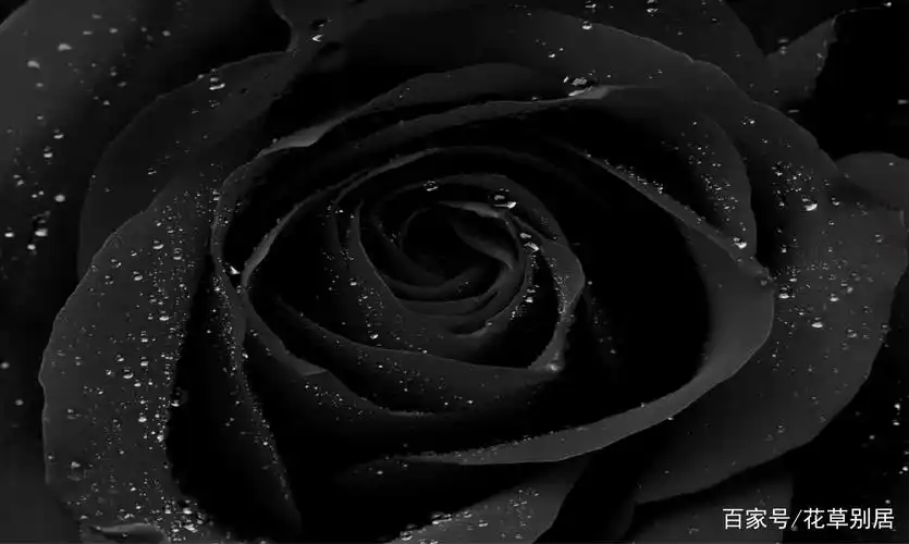 种压抑黑暗无光的感觉,它就像普通玫瑰的对立面,没有浪漫唯美的氛围感