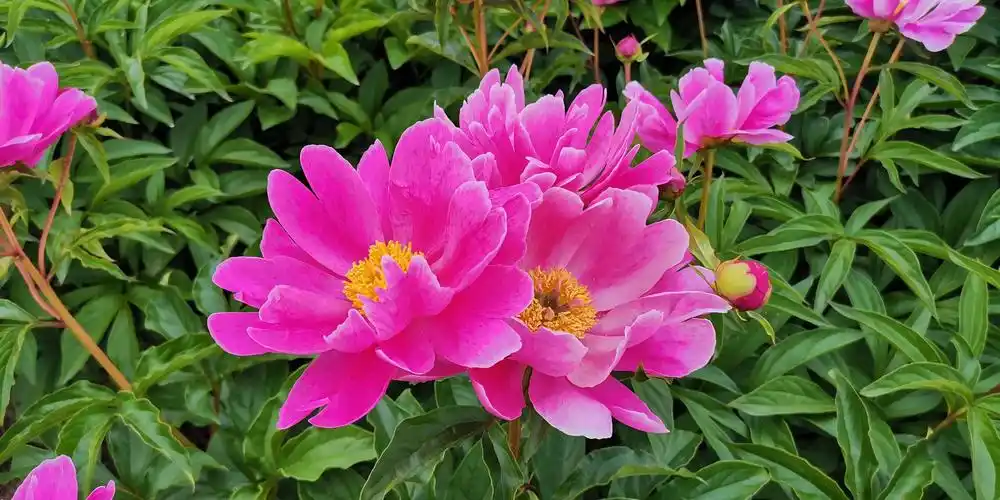 其它 东古城芍药花盛开 写美篇  芍药花花容美好,天