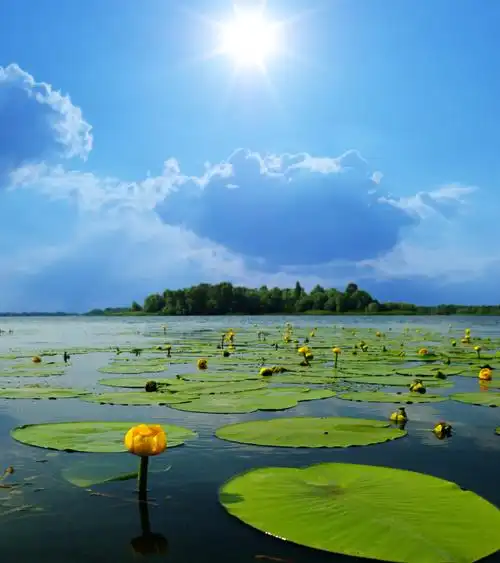 莲花池风景图片,高清图片