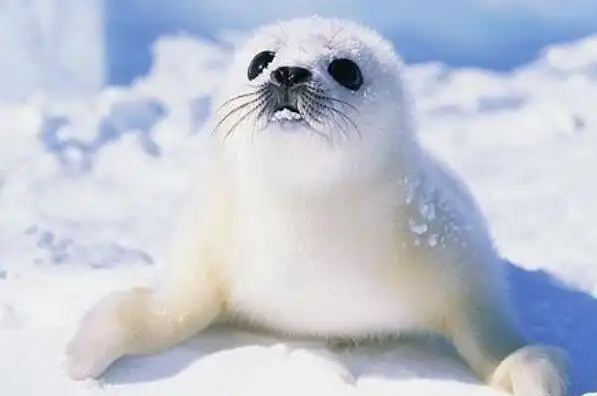 世界上十大最可爱的海洋生物海獭上榜第一主要生活在极地地区