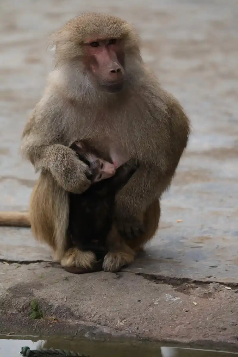 囚 摄于上海动物园 牢笼中的灵长类 - 抖音