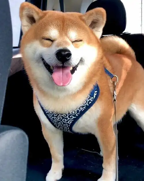 柴犬这笑容jrs怎么看