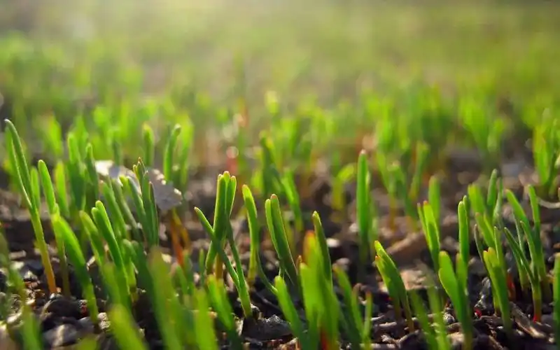 散文春天里的小草