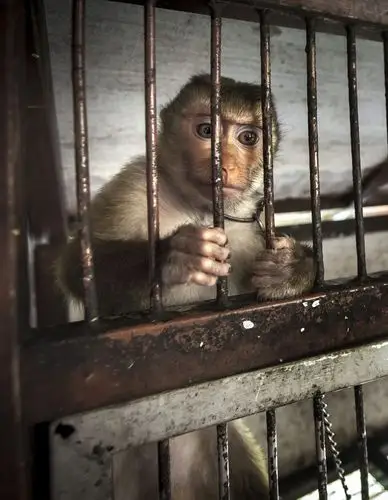 动物园中的"恐怖生活":动物的悲惨生活让人不忍直视