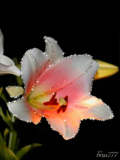 240_320竖版 竖屏gif 动态图 动图