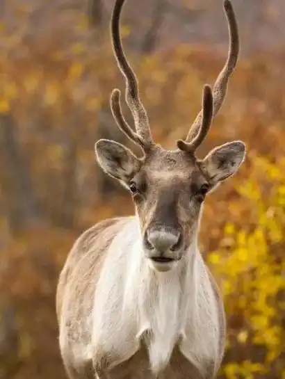 驯鹿丨鹿科驯鹿属动物04