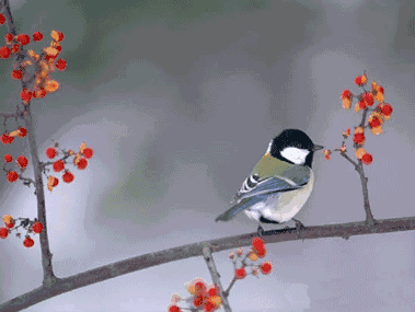 太漂亮了当这醉人的鸟语花香图动起来让人看了还想看