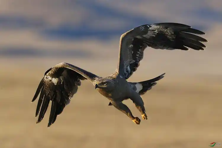 玩主北京老师作品----草原雄鹰展翅飞 荣获2020年11月18日 本版佳作!