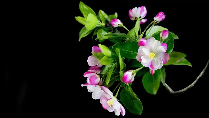 5k高清粉色海棠花唯美图片