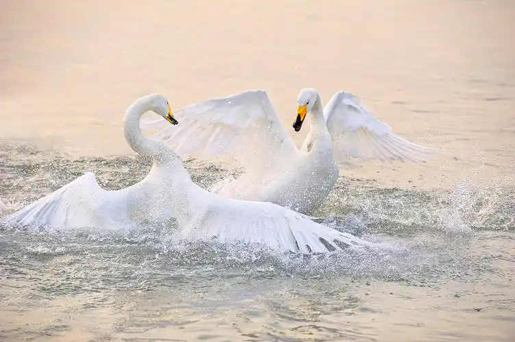 荣成天鹅湖图片