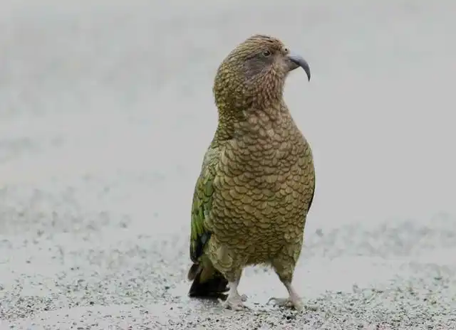 不会飞的鹦鹉,个头有一米高,曾经是新西兰亚热带雨林的统治者